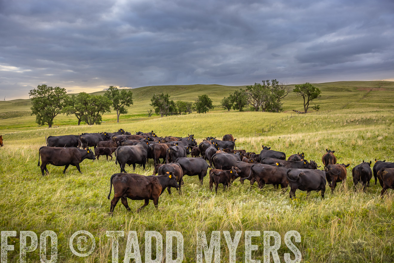 TMyers_PP_FinneyRanch_Nebraska_June2024-519336