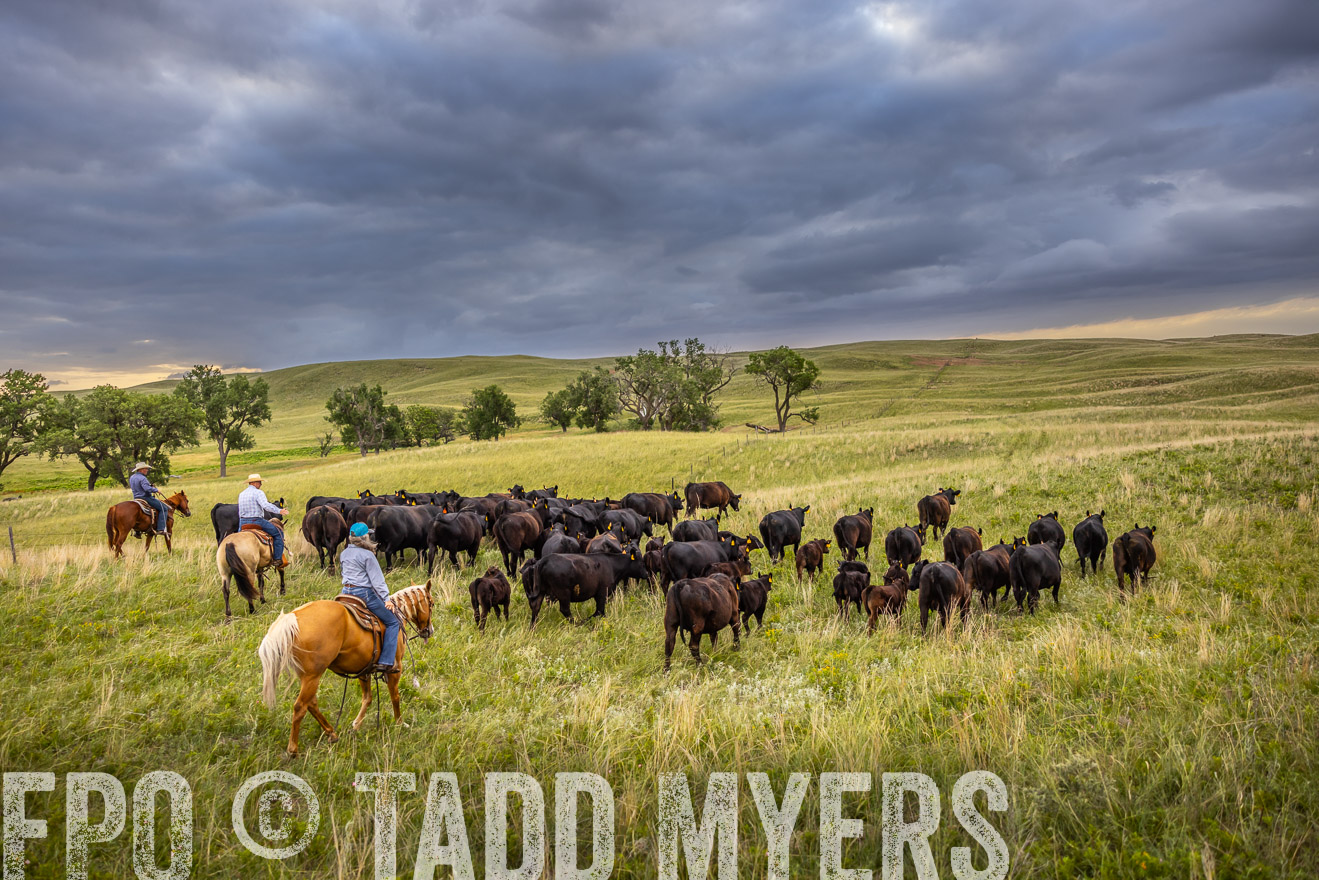 TMyers_PP_FinneyRanch_Nebraska_June2024-519353