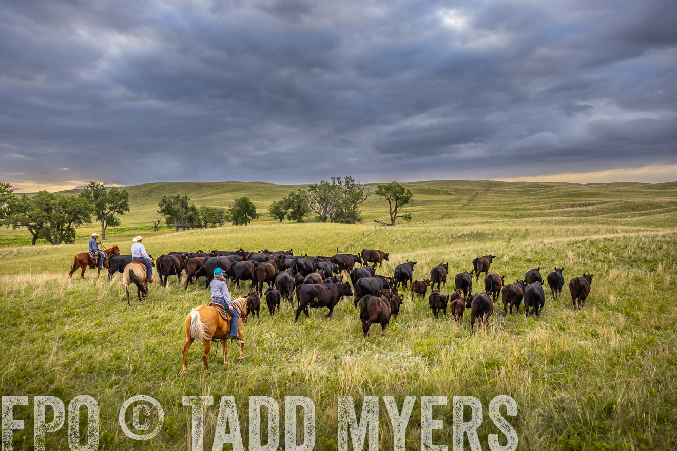 TMyers_PP_FinneyRanch_Nebraska_June2024-519357