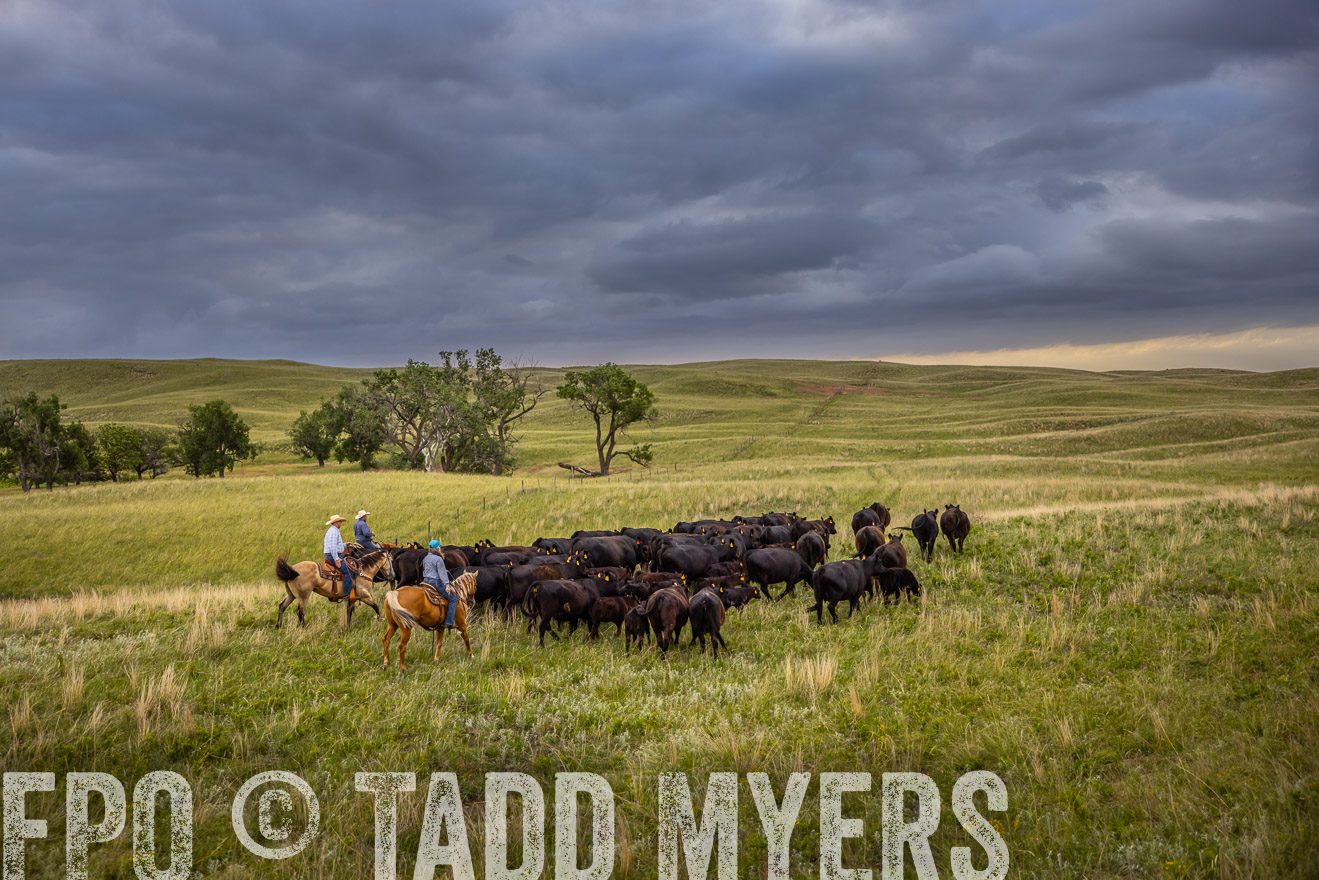 TMyers_PP_FinneyRanch_Nebraska_June2024-519420