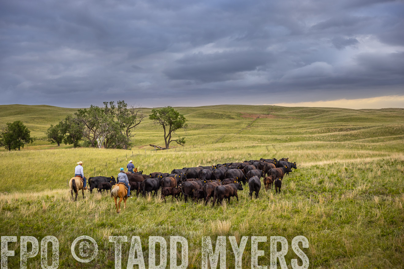 TMyers_PP_FinneyRanch_Nebraska_June2024-519432