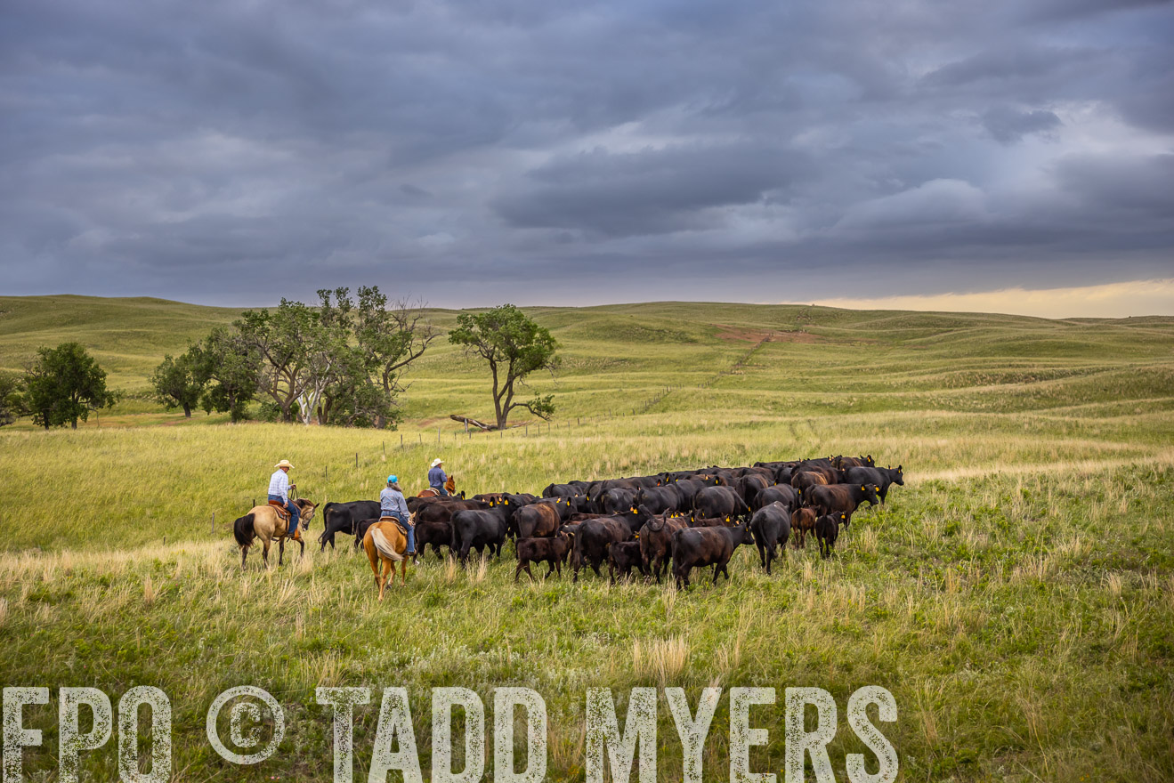 TMyers_PP_FinneyRanch_Nebraska_June2024-519440