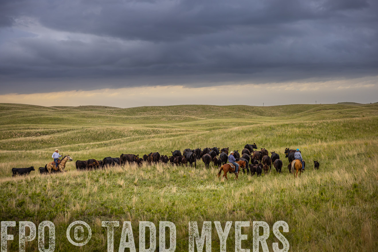 TMyers_PP_FinneyRanch_Nebraska_June2024-519457