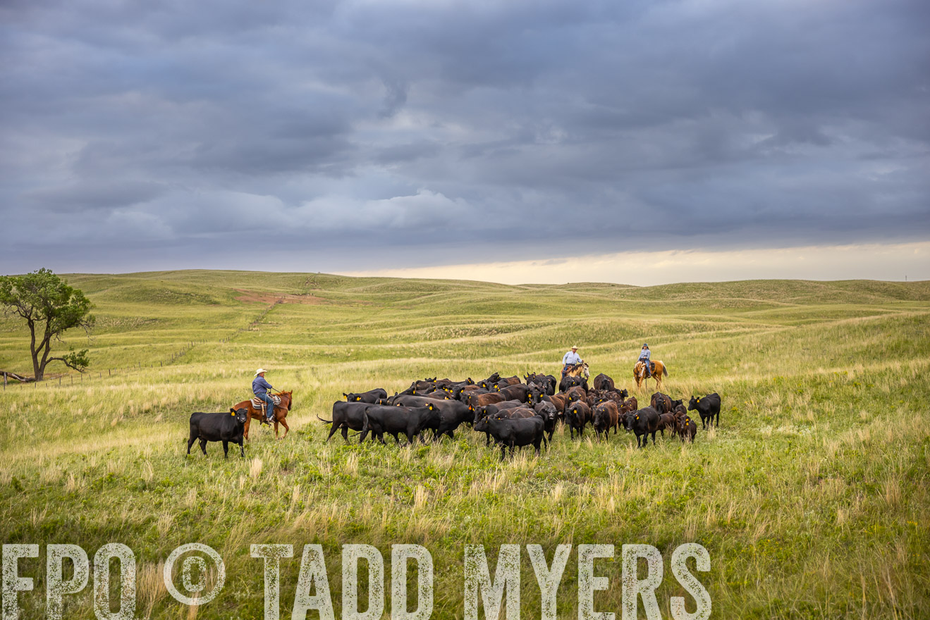 TMyers_PP_FinneyRanch_Nebraska_June2024-519477