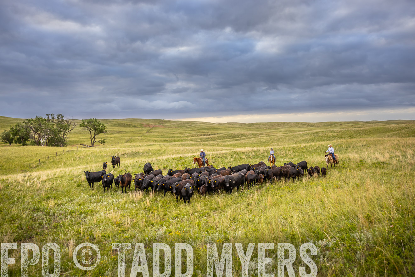 TMyers_PP_FinneyRanch_Nebraska_June2024-519490
