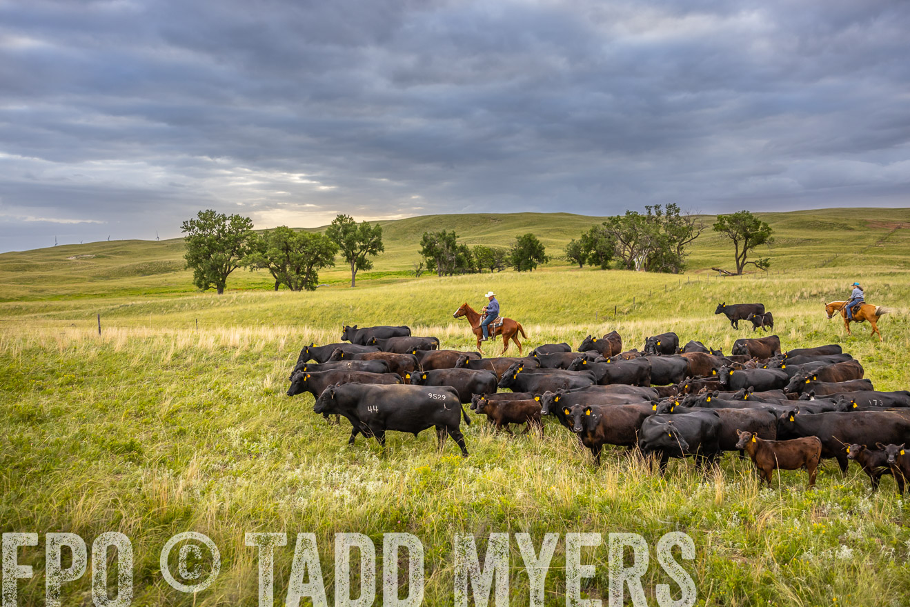 TMyers_PP_FinneyRanch_Nebraska_June2024-519514