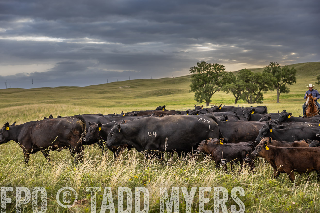 TMyers_PP_FinneyRanch_Nebraska_June2024-519546