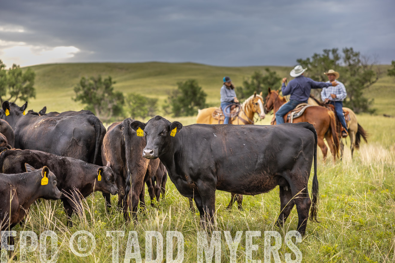 TMyers_PP_FinneyRanch_Nebraska_June2024-519559