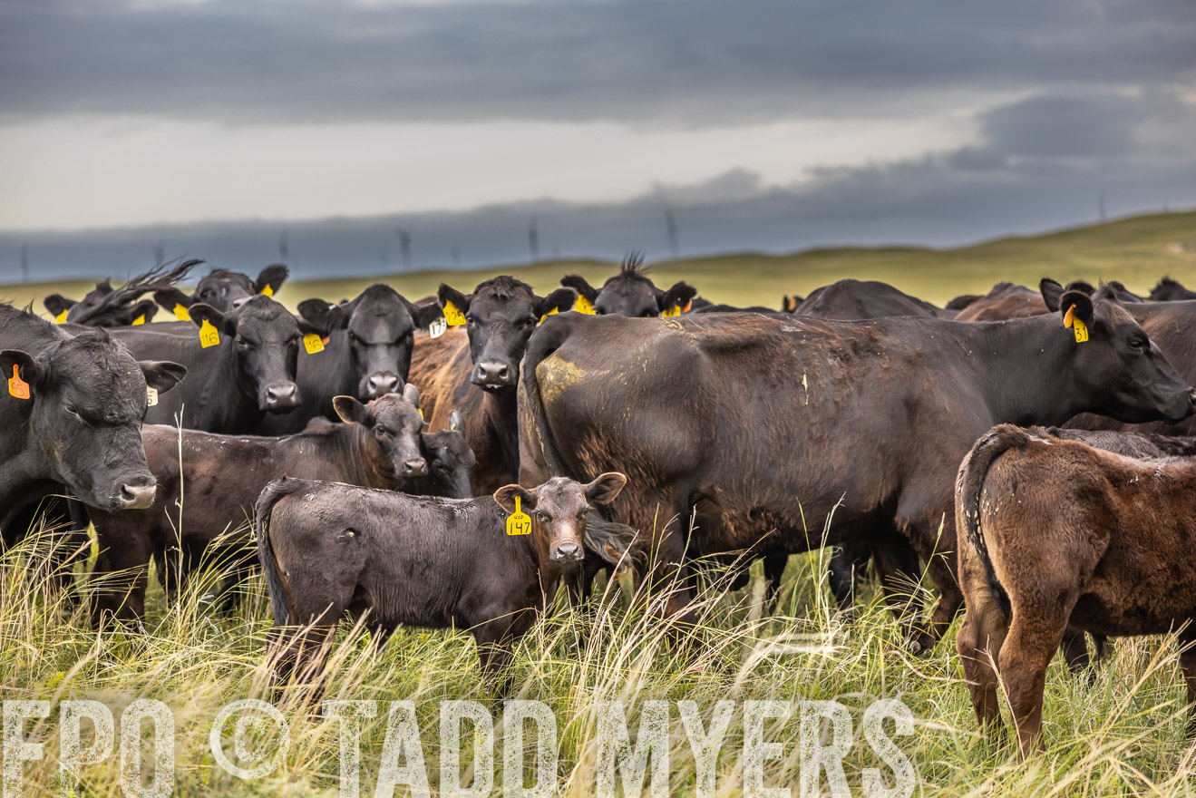 TMyers_PP_FinneyRanch_Nebraska_June2024-519572