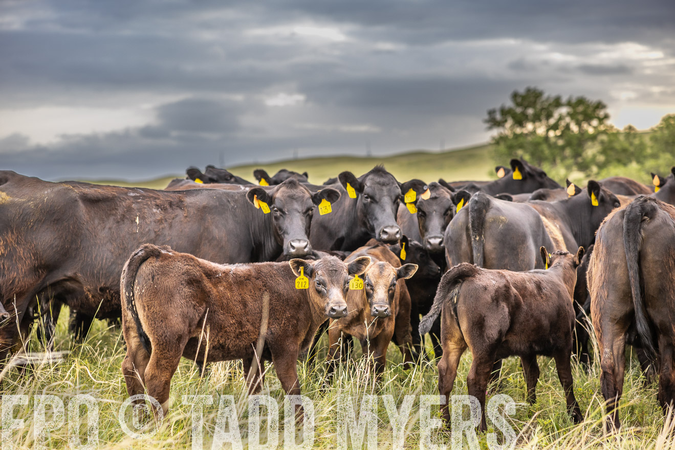 TMyers_PP_FinneyRanch_Nebraska_June2024-519574