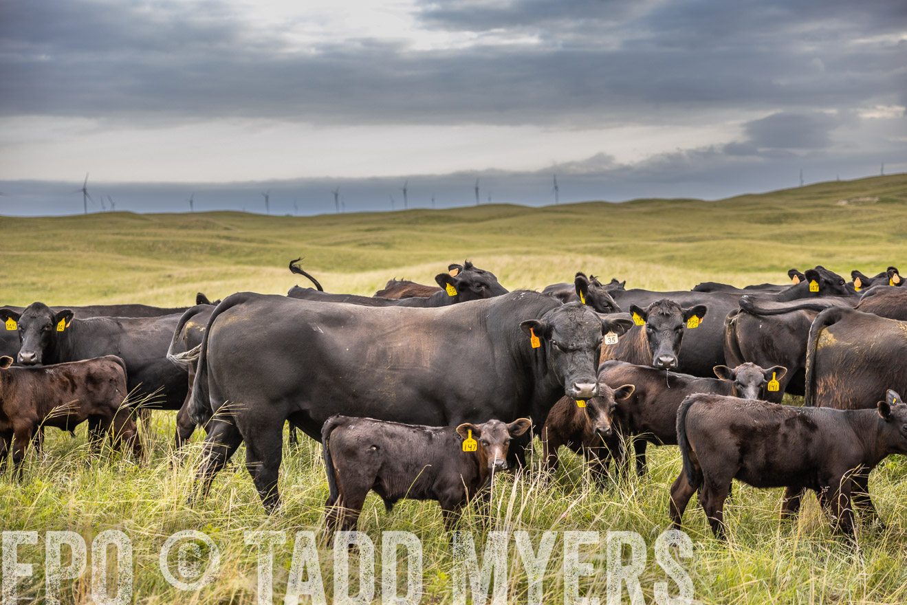 TMyers_PP_FinneyRanch_Nebraska_June2024-519586