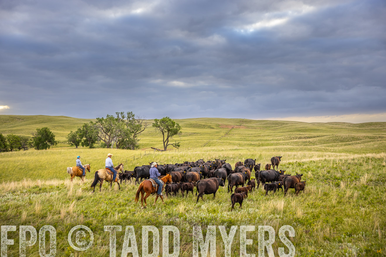 TMyers_PP_FinneyRanch_Nebraska_June2024-519600