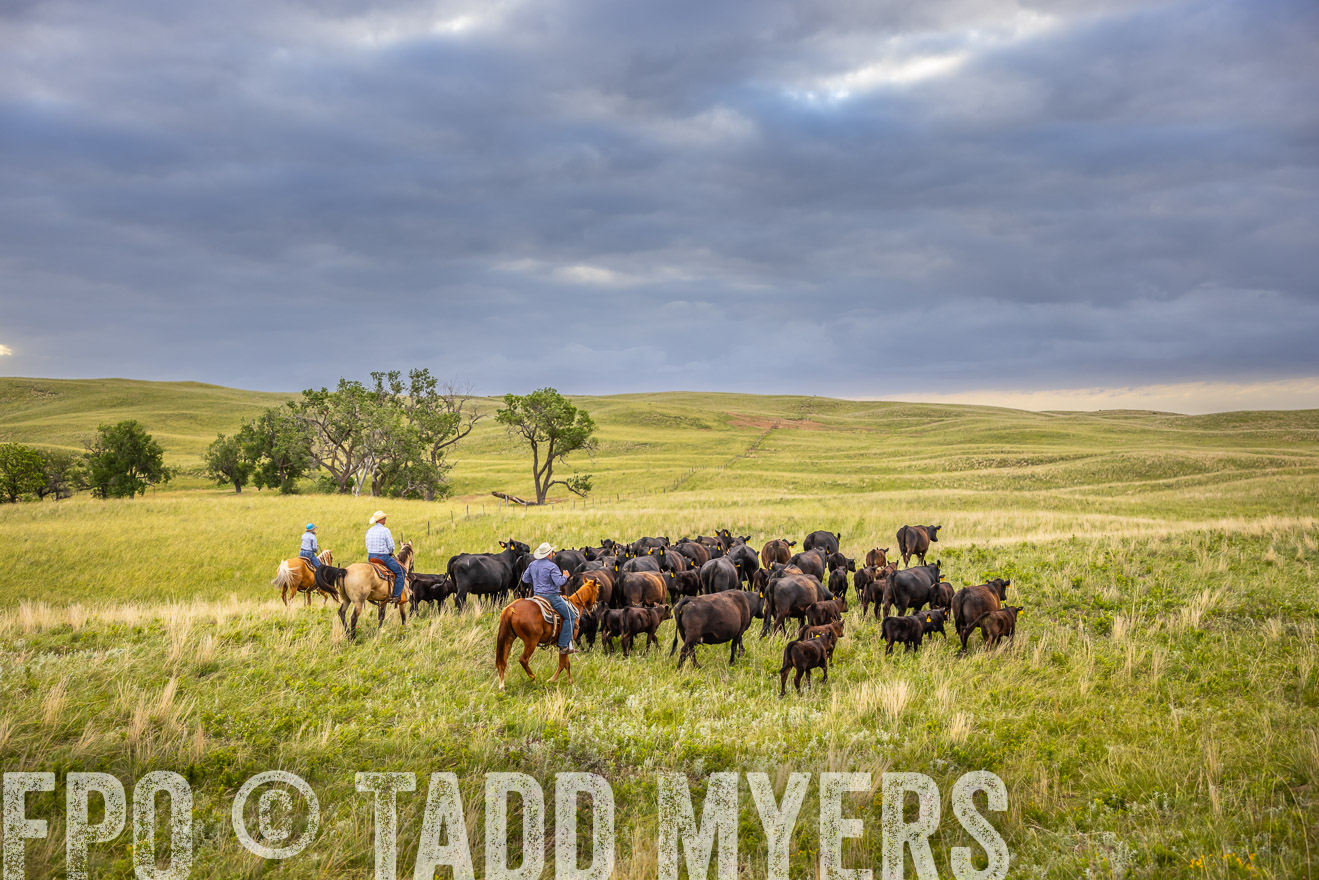 TMyers_PP_FinneyRanch_Nebraska_June2024-519604