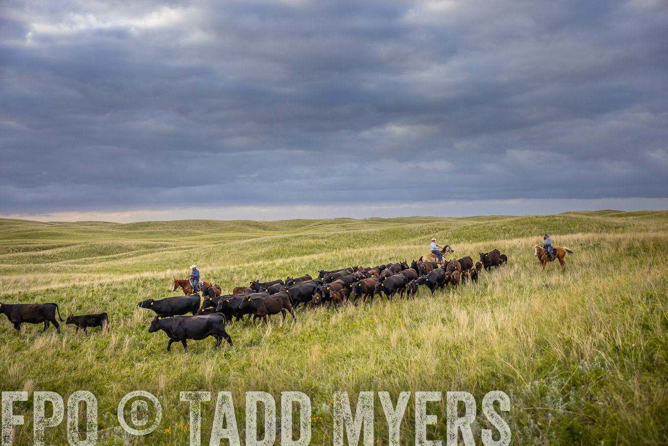 TMyers_PP_FinneyRanch_Nebraska_June2024-519653
