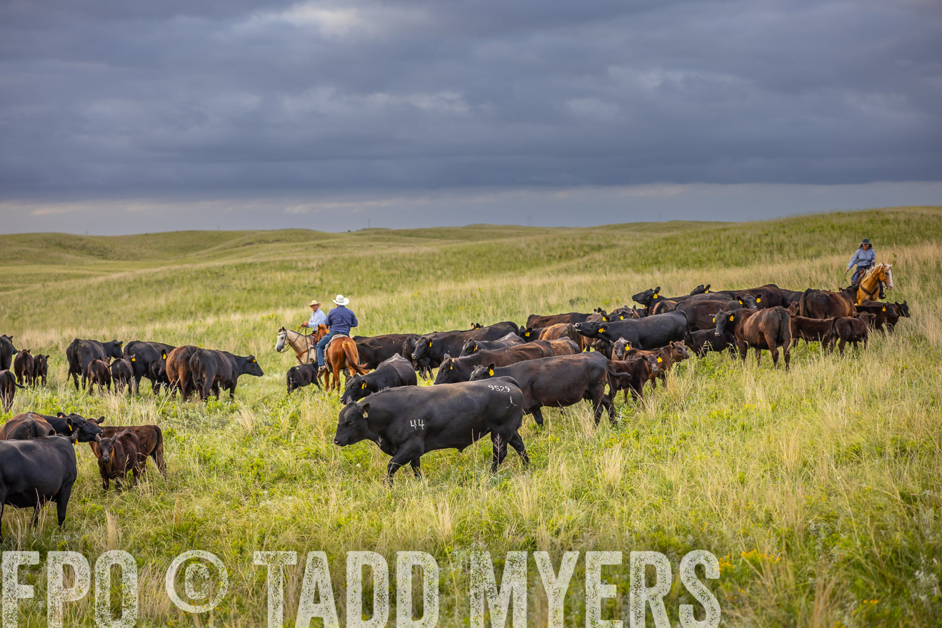 TMyers_PP_FinneyRanch_Nebraska_June2024-519688