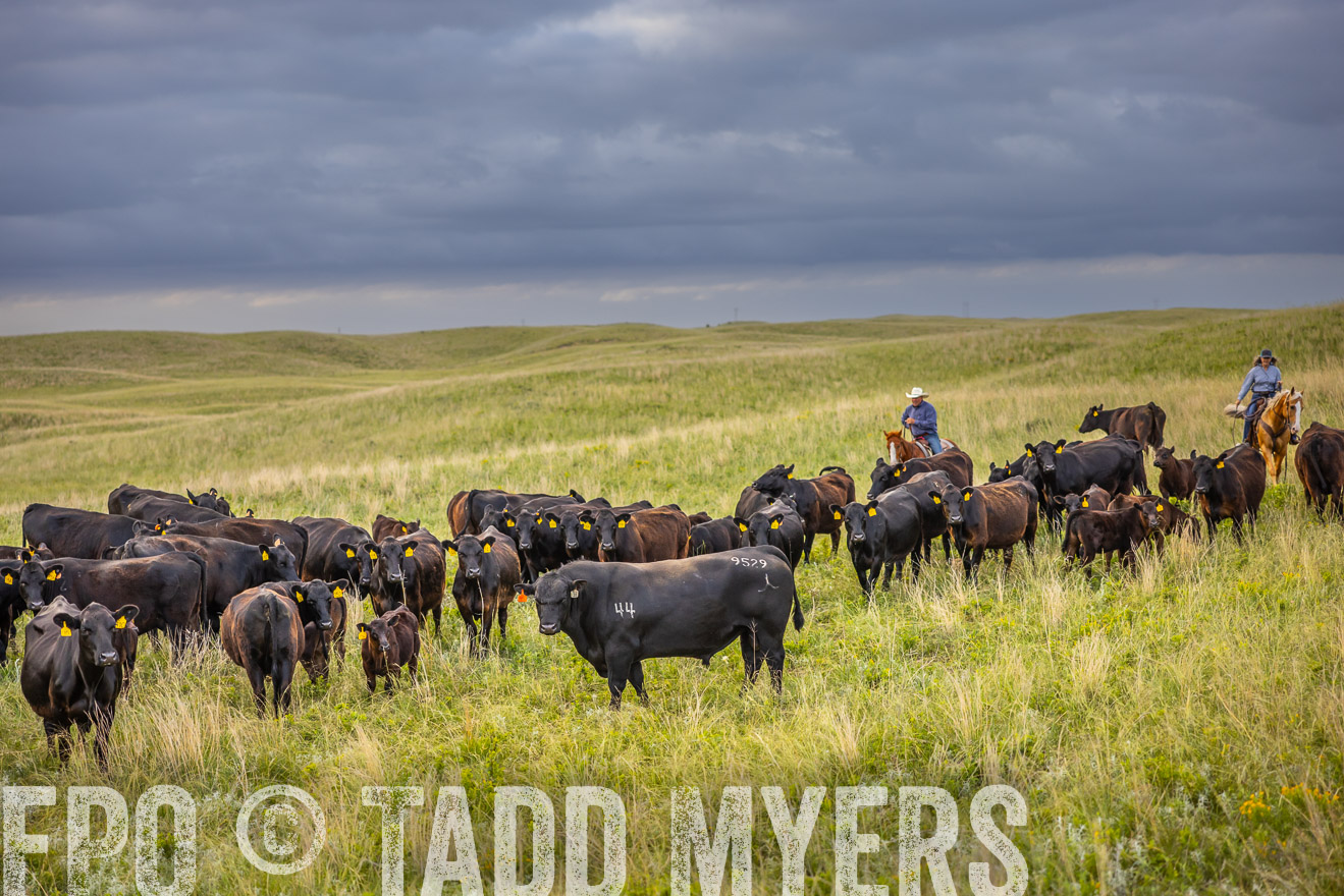 TMyers_PP_FinneyRanch_Nebraska_June2024-519697