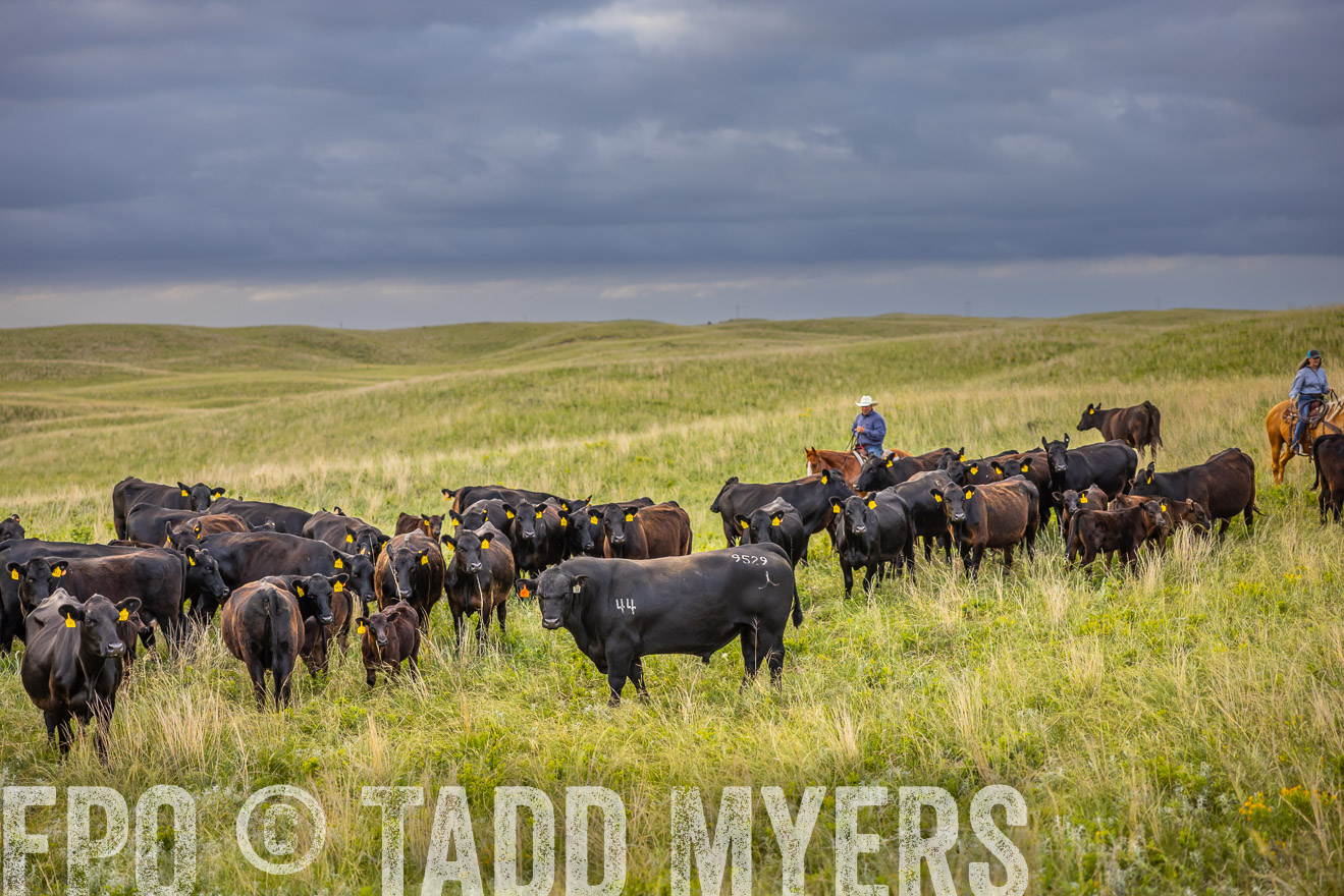 TMyers_PP_FinneyRanch_Nebraska_June2024-519701