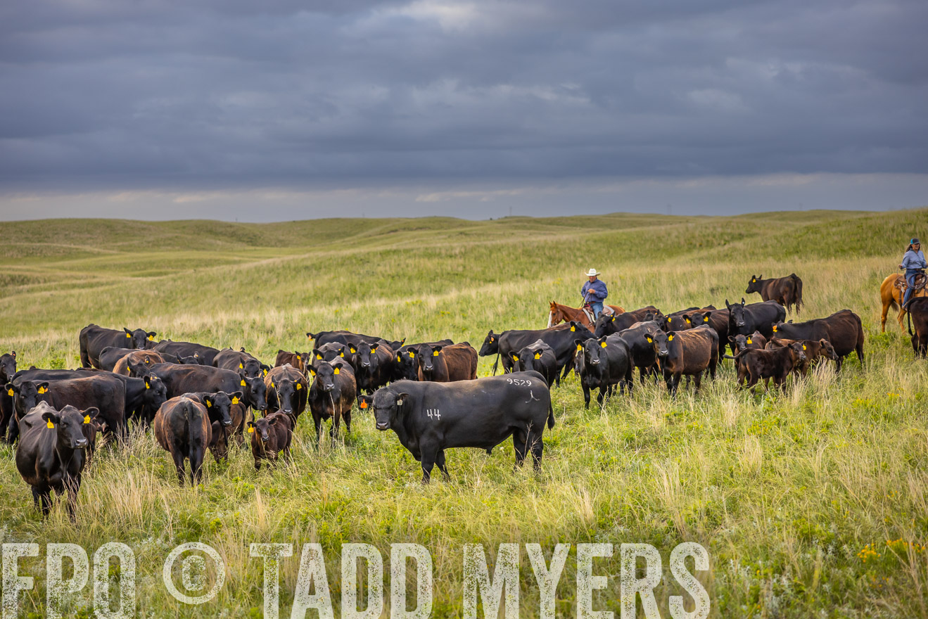 TMyers_PP_FinneyRanch_Nebraska_June2024-519702