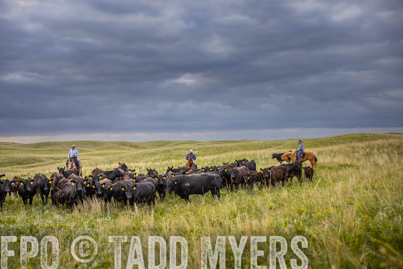 TMyers_PP_FinneyRanch_Nebraska_June2024-519722