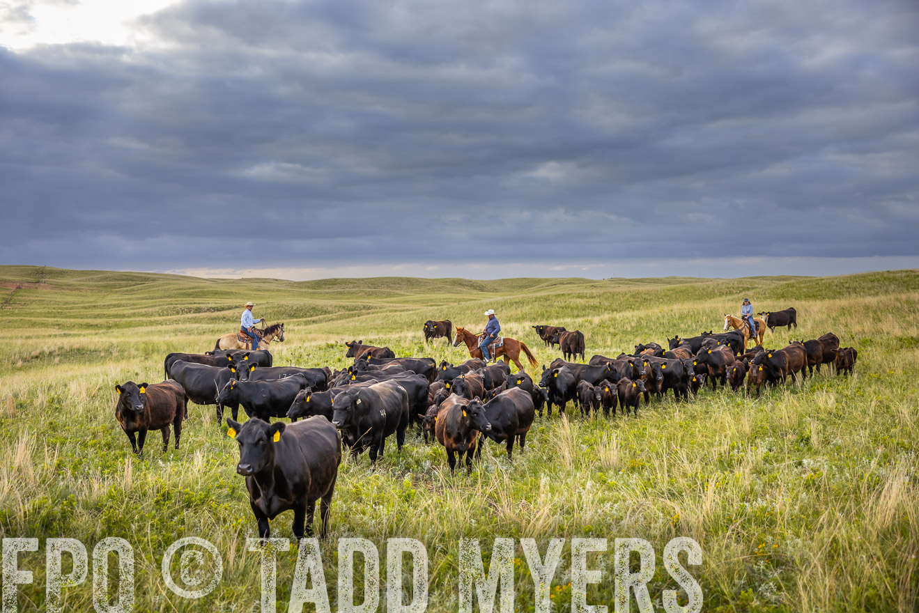 TMyers_PP_FinneyRanch_Nebraska_June2024-519735
