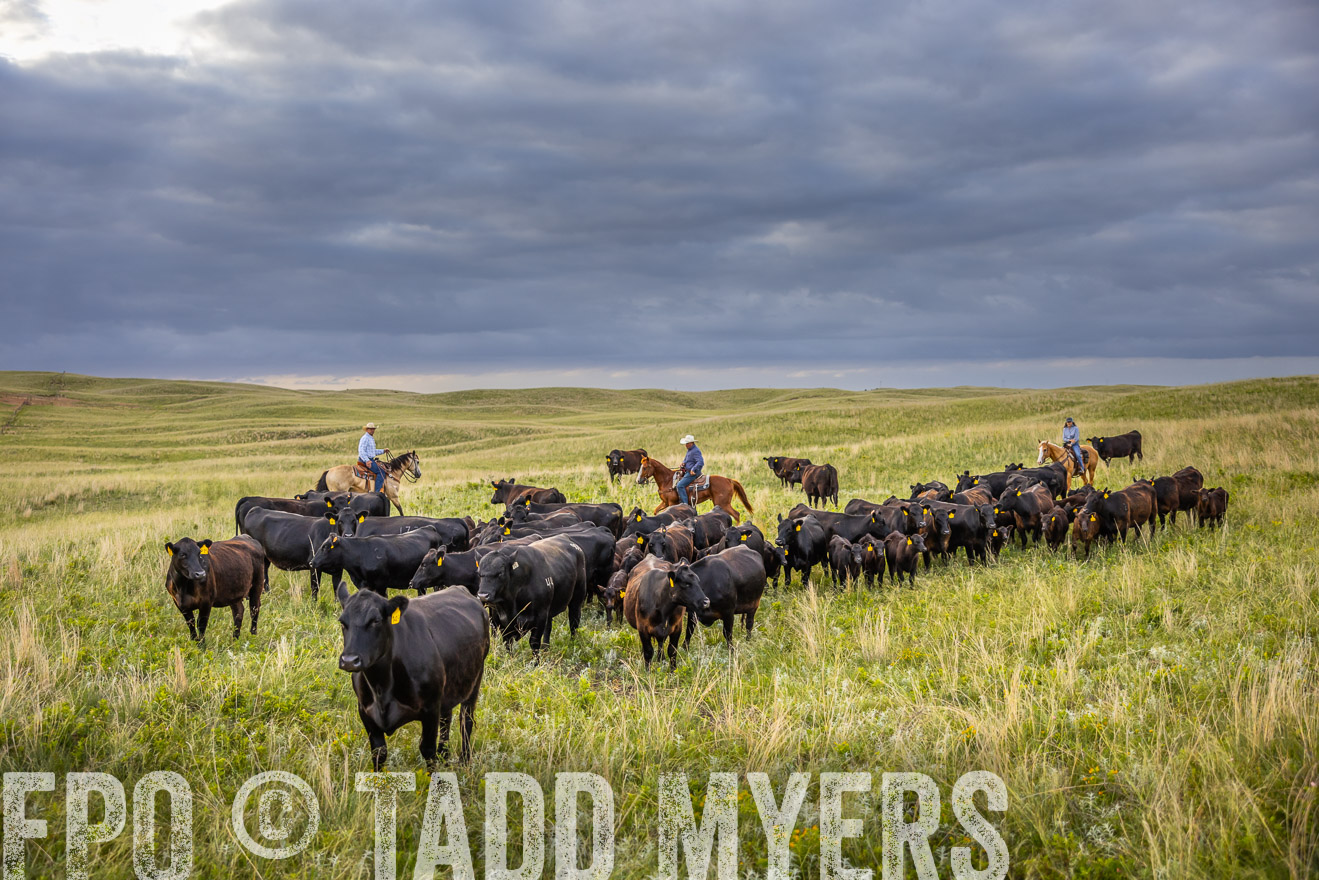 TMyers_PP_FinneyRanch_Nebraska_June2024-519736