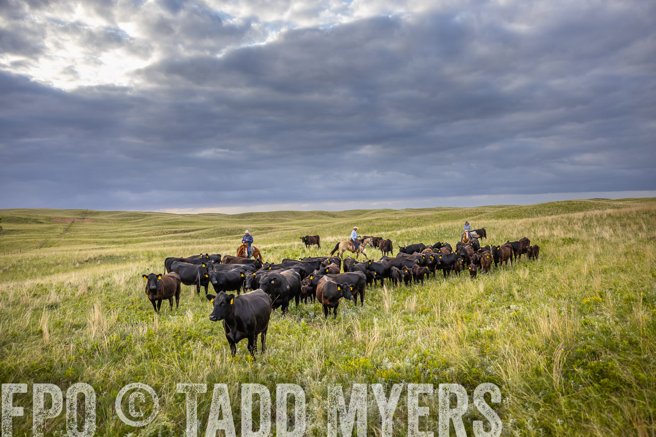 TMyers_PP_FinneyRanch_Nebraska_June2024-519750