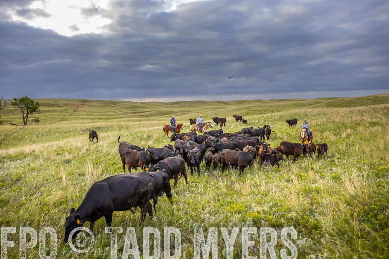 TMyers_PP_FinneyRanch_Nebraska_June2024-519789
