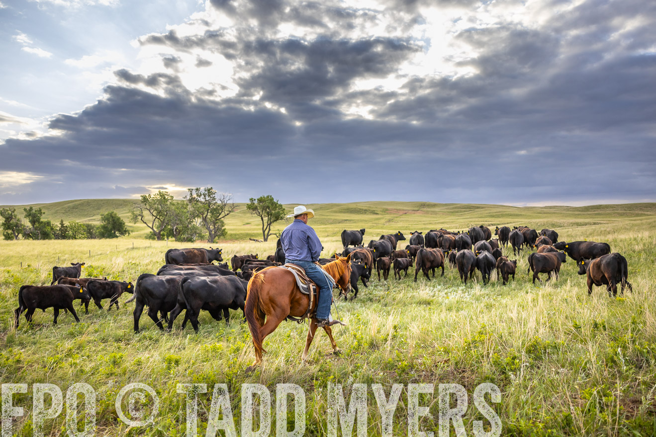 TMyers_PP_FinneyRanch_Nebraska_June2024-519841