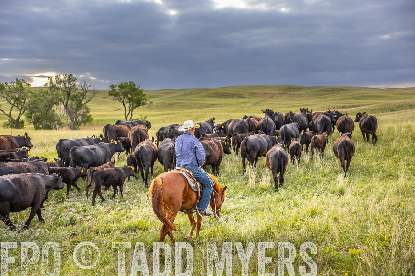 TMyers_PP_FinneyRanch_Nebraska_June2024-519847