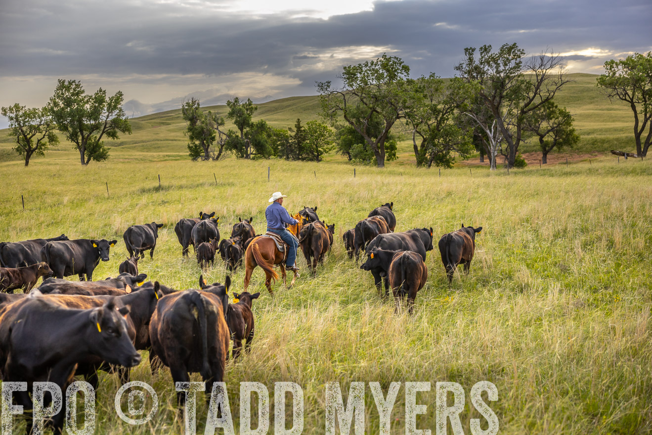 TMyers_PP_FinneyRanch_Nebraska_June2024-519863