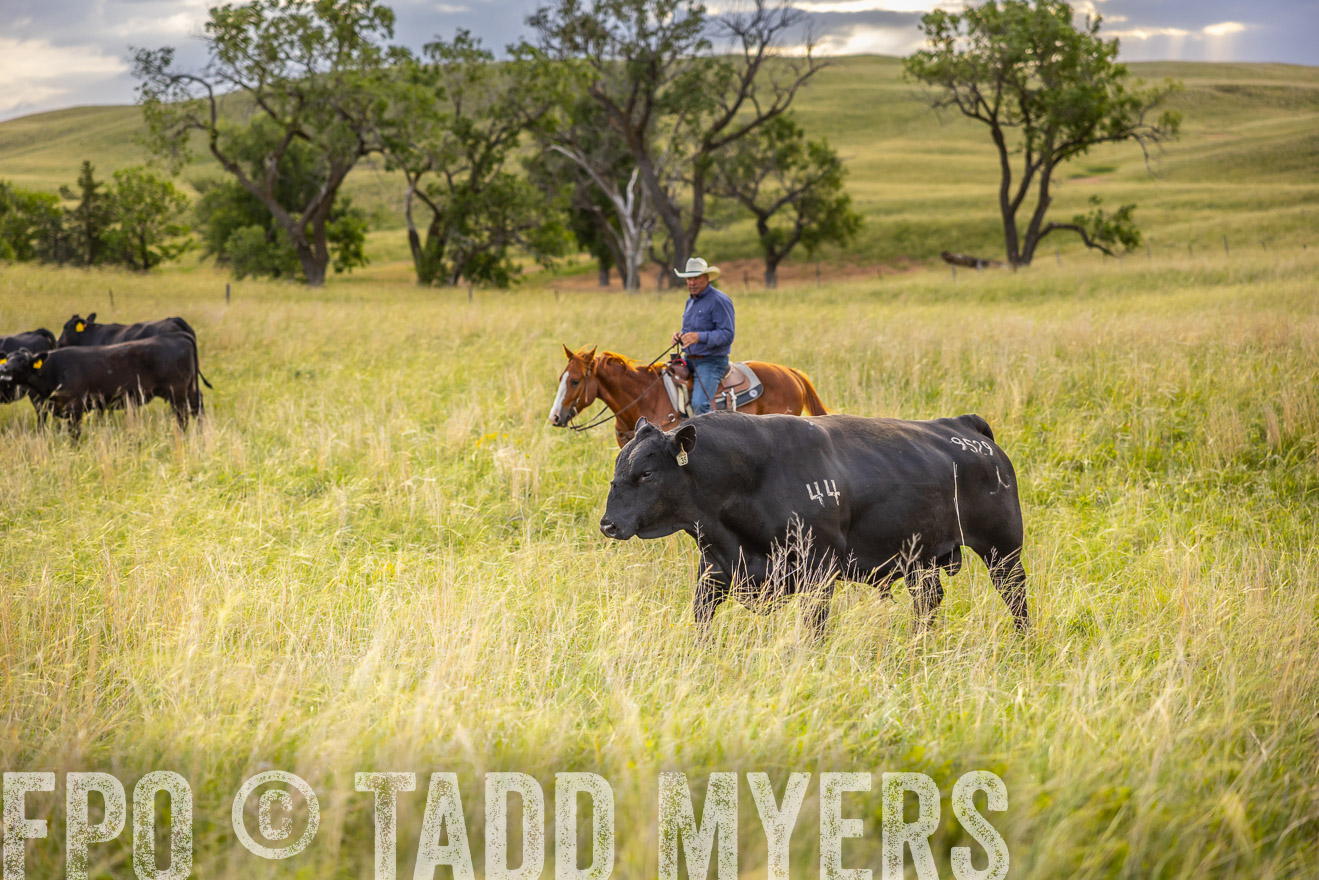 TMyers_PP_FinneyRanch_Nebraska_June2024-519880