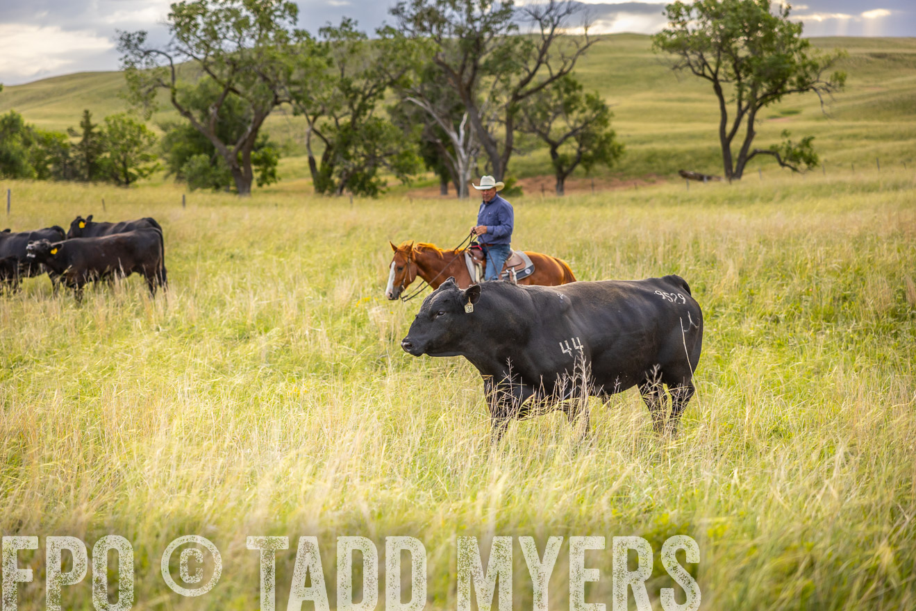 TMyers_PP_FinneyRanch_Nebraska_June2024-519881