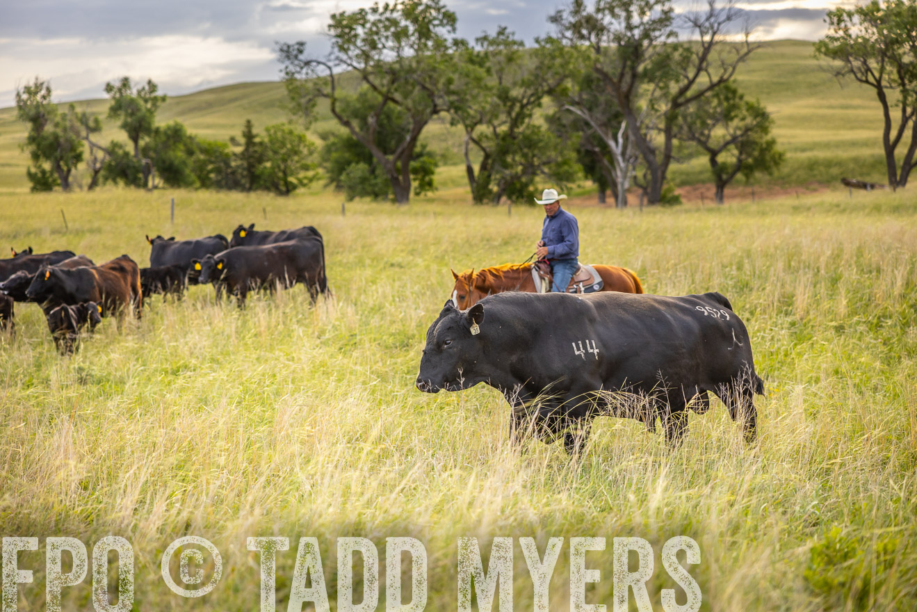 TMyers_PP_FinneyRanch_Nebraska_June2024-519884