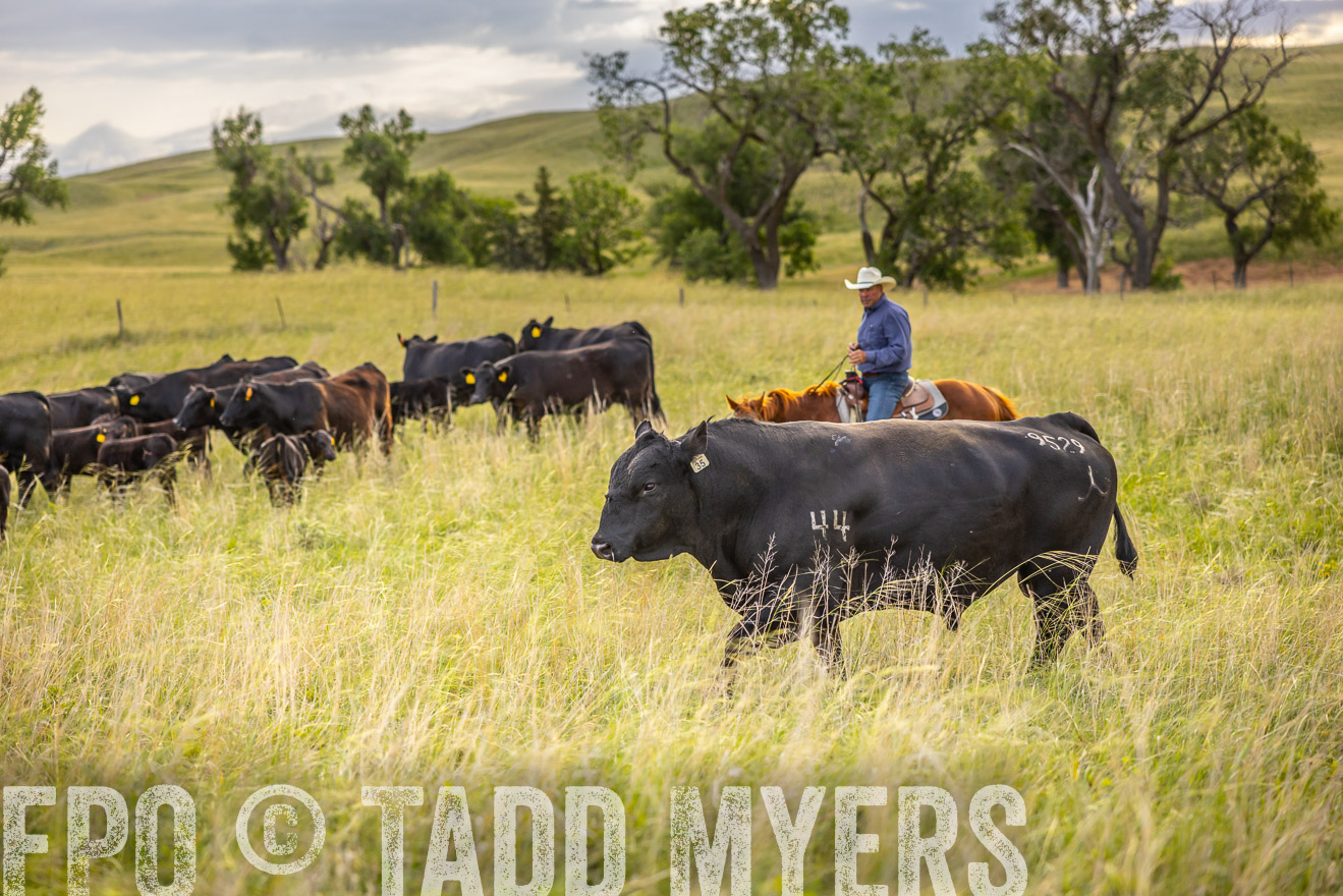 TMyers_PP_FinneyRanch_Nebraska_June2024-519886