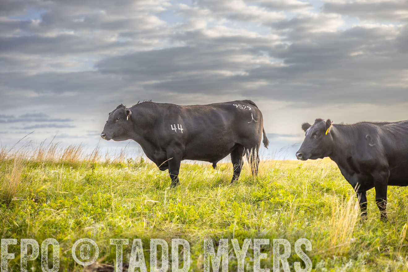 TMyers_PP_FinneyRanch_Nebraska_June2024-519931