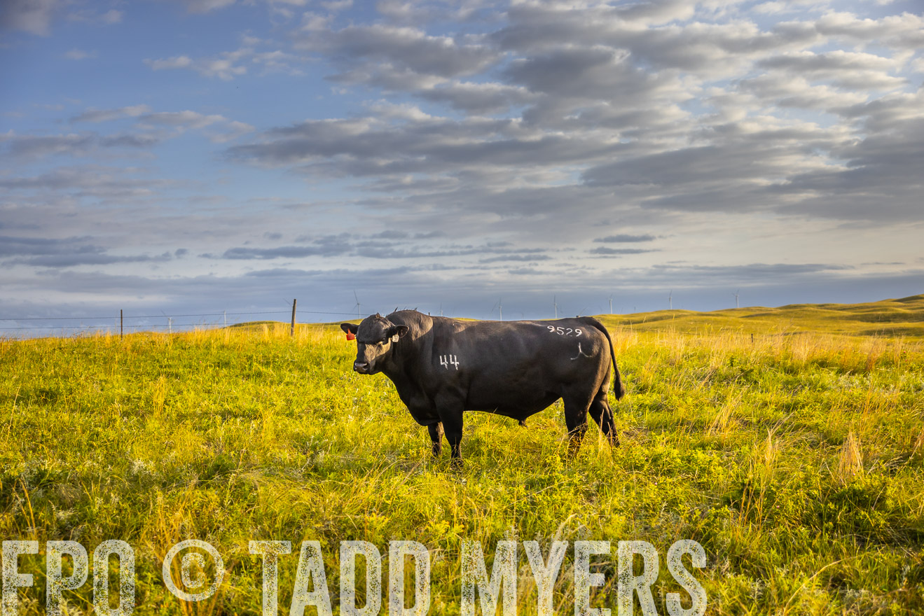 TMyers_PP_FinneyRanch_Nebraska_June2024-519956