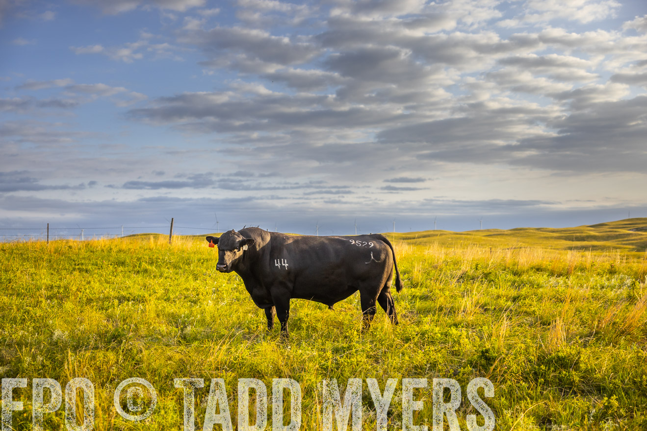 TMyers_PP_FinneyRanch_Nebraska_June2024-519958