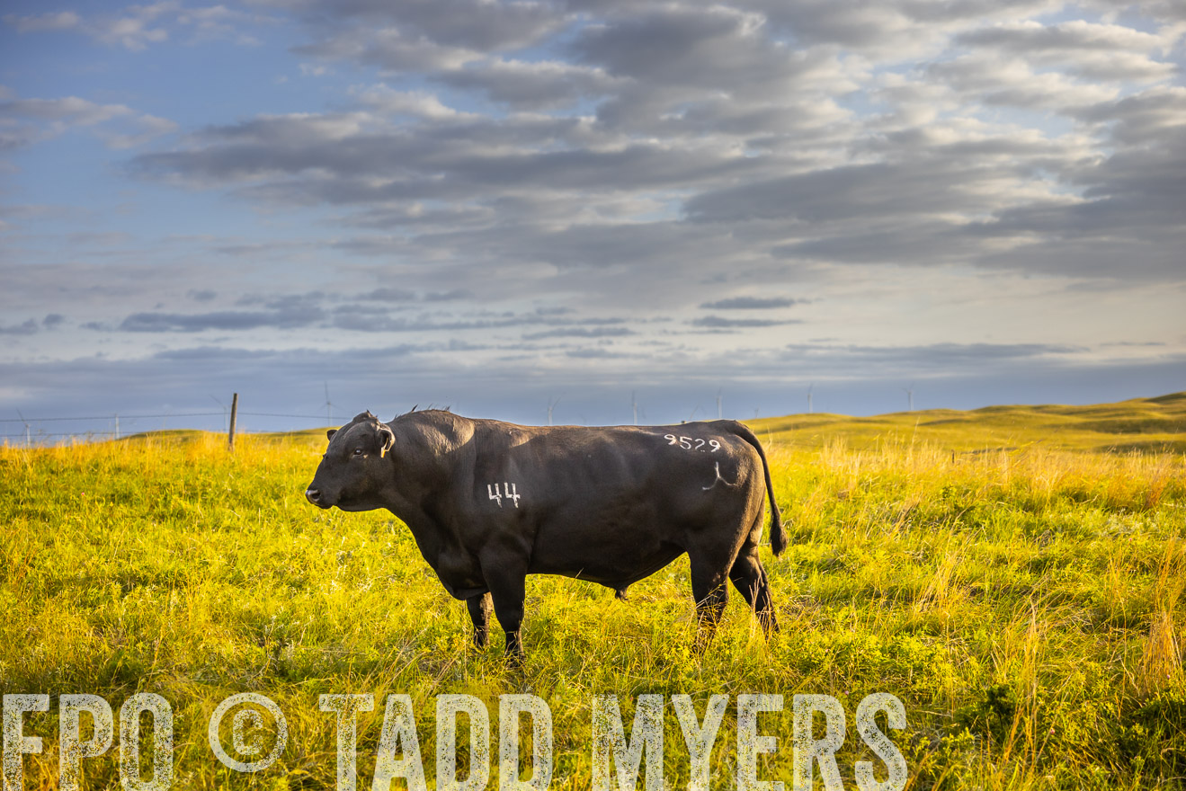 TMyers_PP_FinneyRanch_Nebraska_June2024-519964