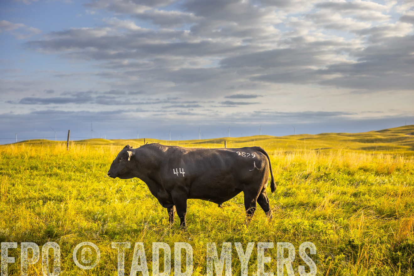 TMyers_PP_FinneyRanch_Nebraska_June2024-519968