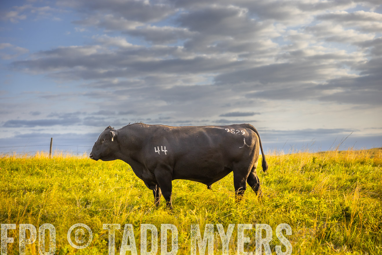 TMyers_PP_FinneyRanch_Nebraska_June2024-519970