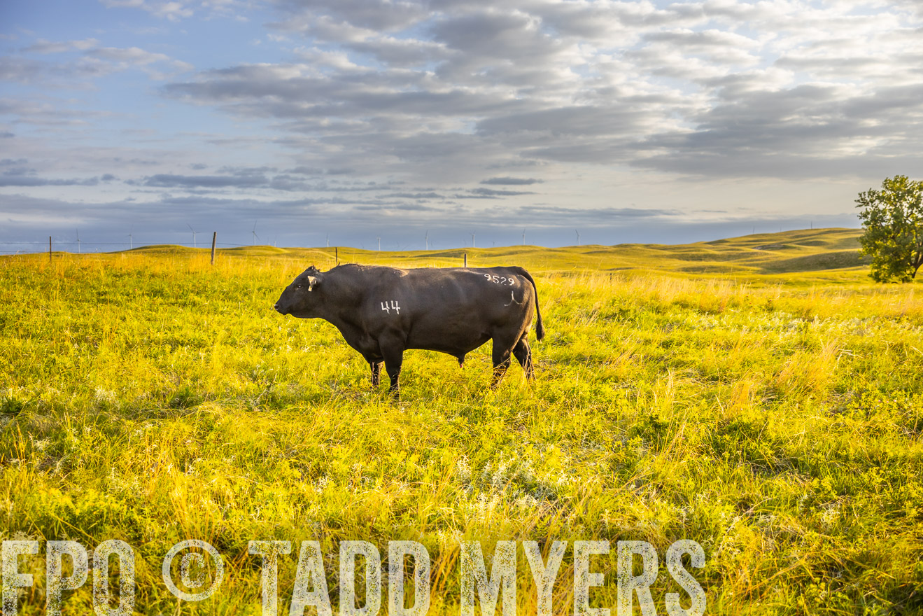 TMyers_PP_FinneyRanch_Nebraska_June2024-519983