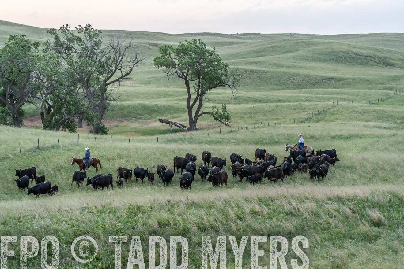 TMyers_PP_FinneyRanch_Nebraska_June2024-524677