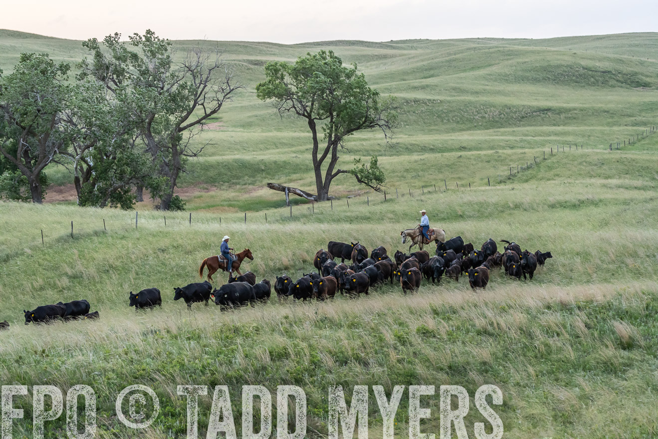 TMyers_PP_FinneyRanch_Nebraska_June2024-524684