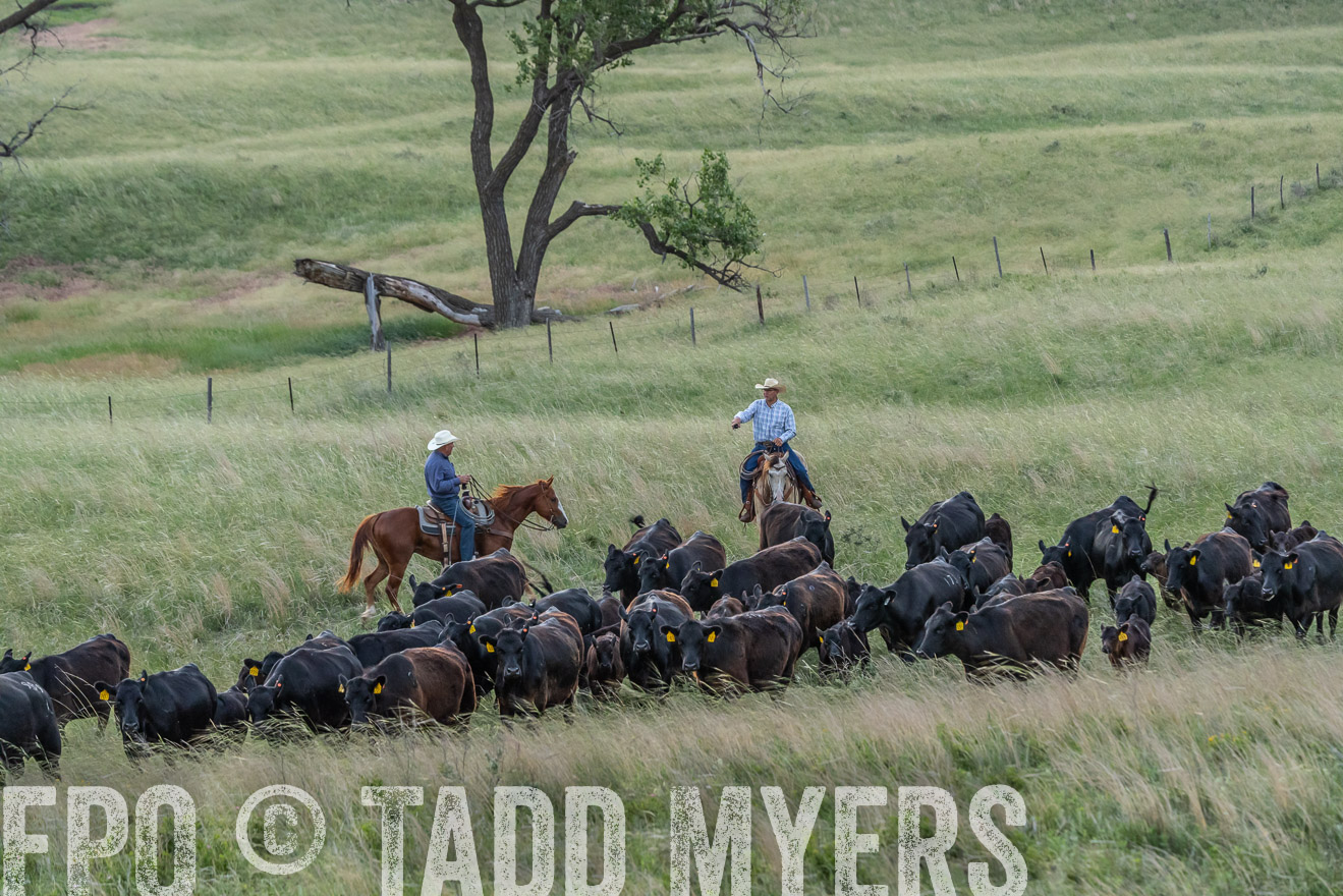 TMyers_PP_FinneyRanch_Nebraska_June2024-524690