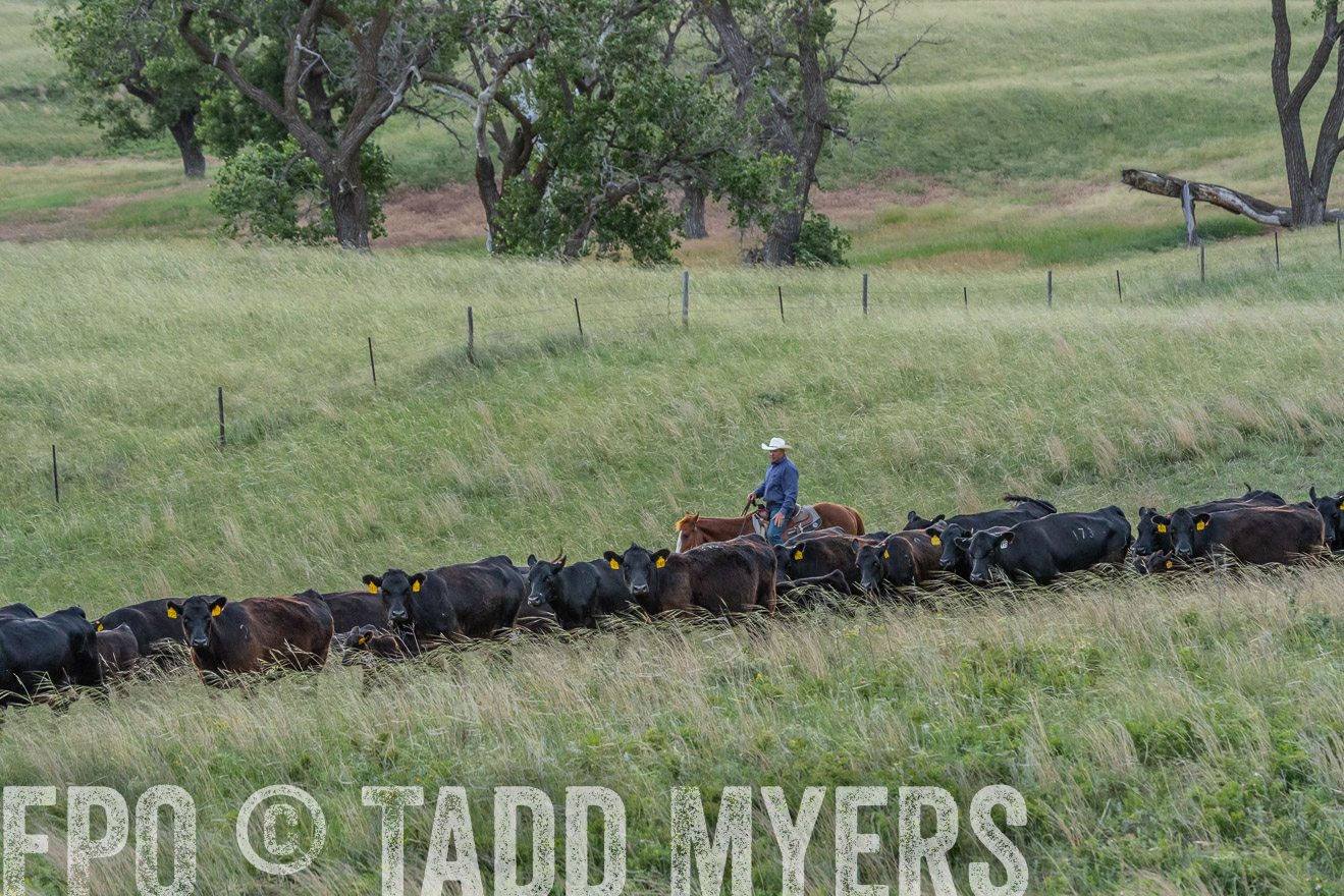 TMyers_PP_FinneyRanch_Nebraska_June2024-524707