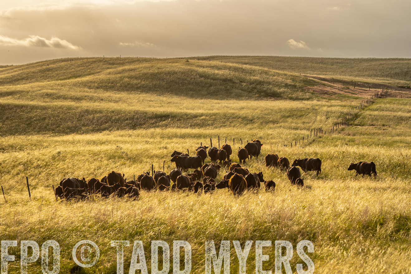 TMyers_PP_FinneyRanch_Nebraska_June2024-524752