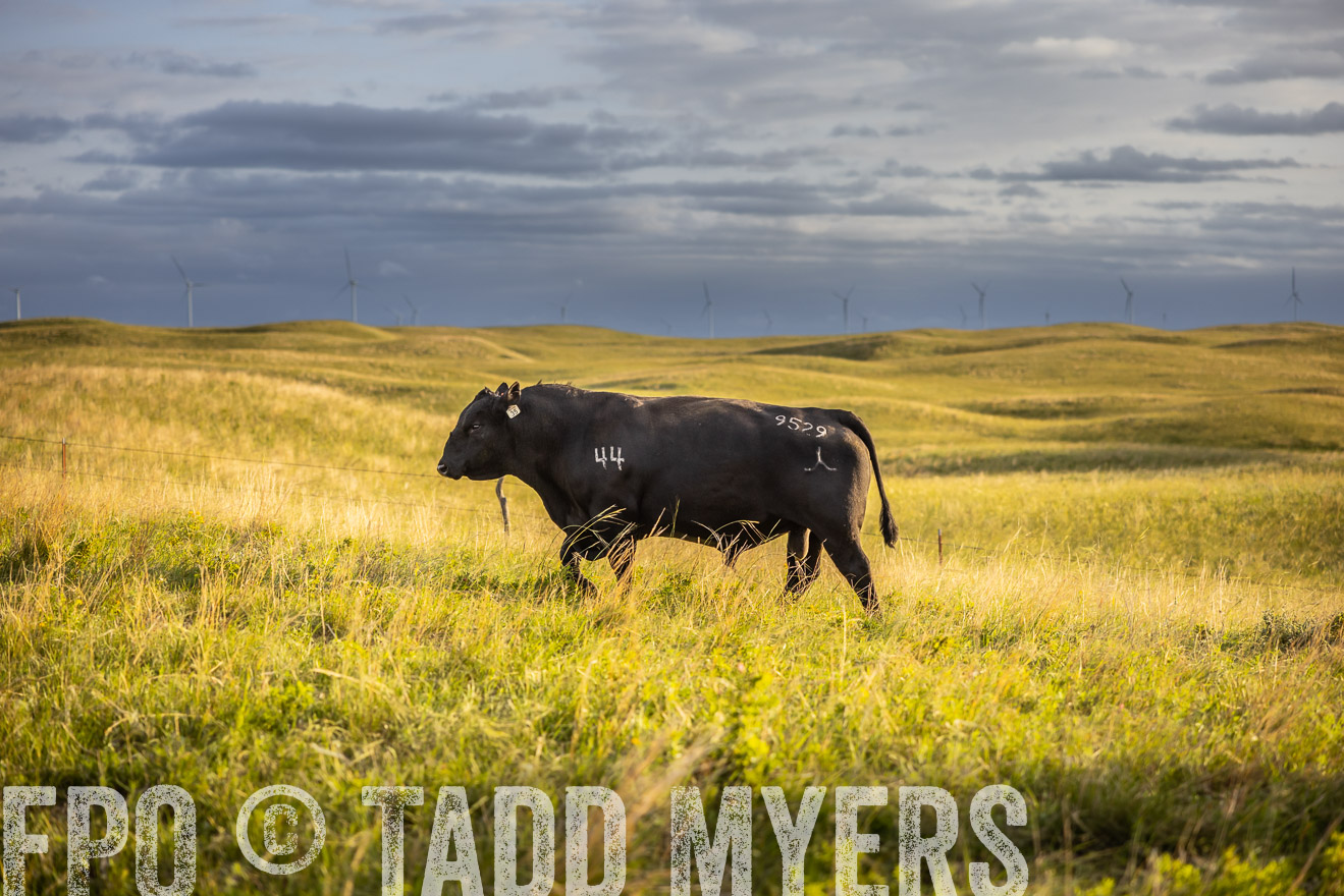 TMyers_PP_FinneyRanch_Nebraska_June2024-510003