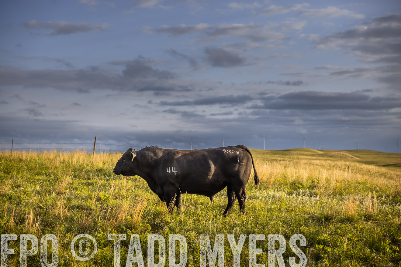 TMyers_PP_FinneyRanch_Nebraska_June2024-510048