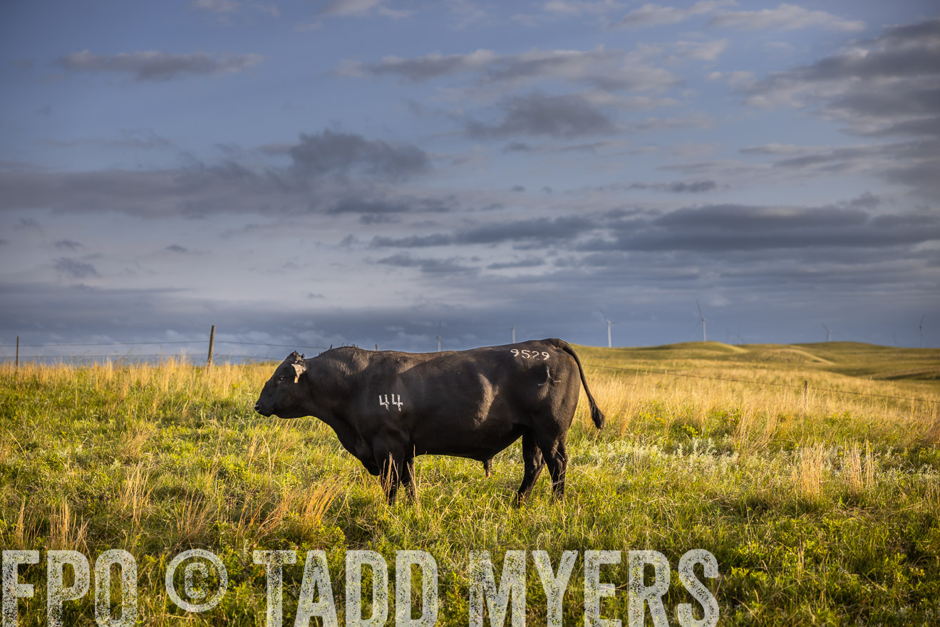 TMyers_PP_FinneyRanch_Nebraska_June2024-510056