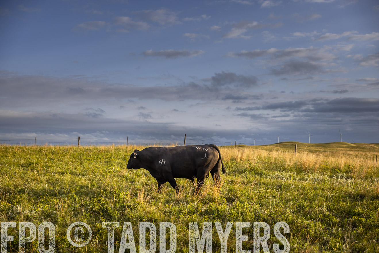 TMyers_PP_FinneyRanch_Nebraska_June2024-510064